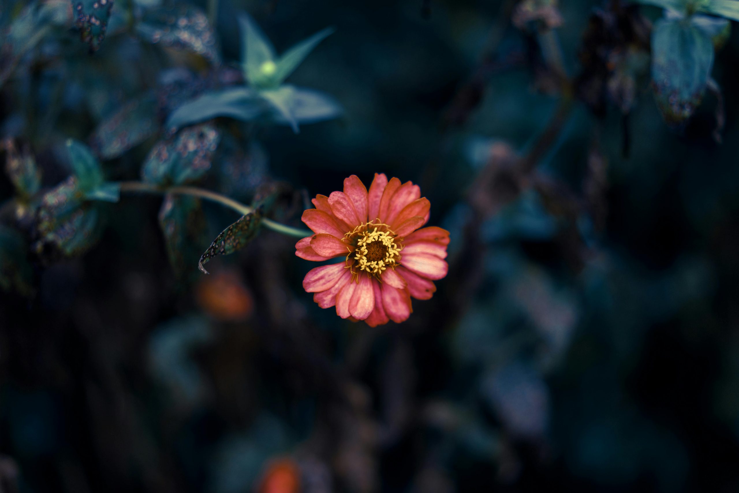 Une fleur solitaire aux teintes chaudes émergeant d'un feuillage sombre et mystique, illustrant un hommage à la vulnérabilité et à la puissance de l'homme au masculin.