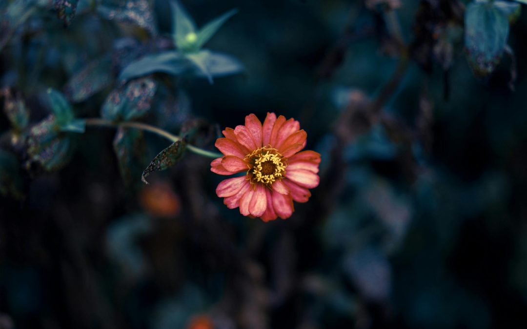 Fleur de type marguerite orange feu en gros plan illustrant la sensibilité et la puissance retrouvée de l'homme au masculin