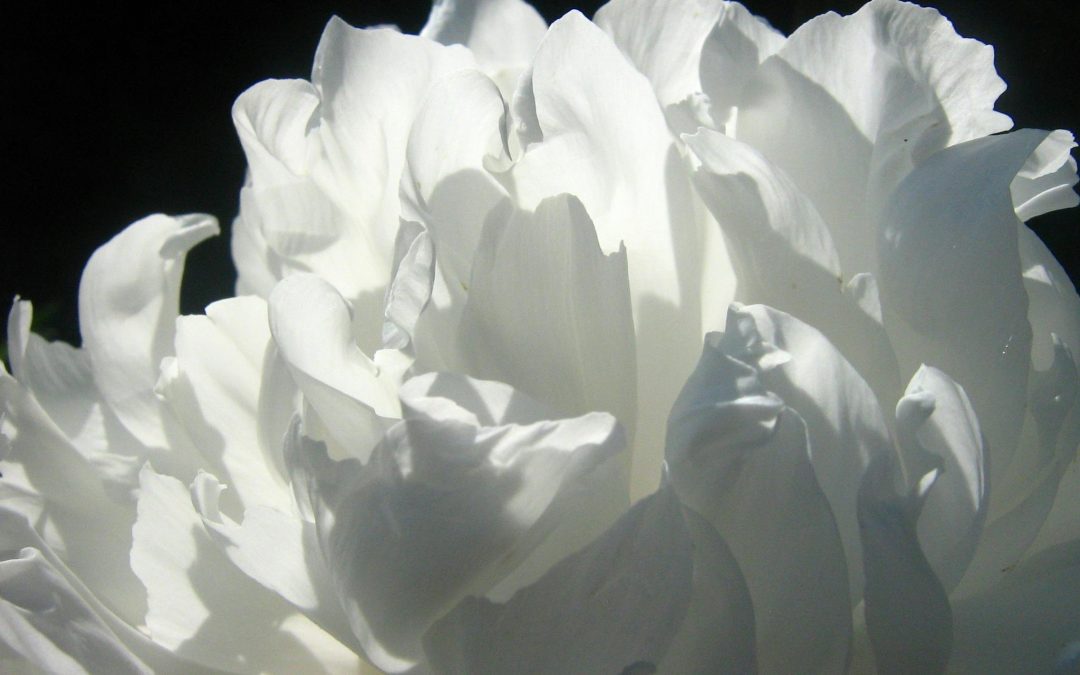Gros plan épuré et minimaliste sur une pivoine blanche aux pétales soyeux, illustrant la clarté et l'harmonie intérieure