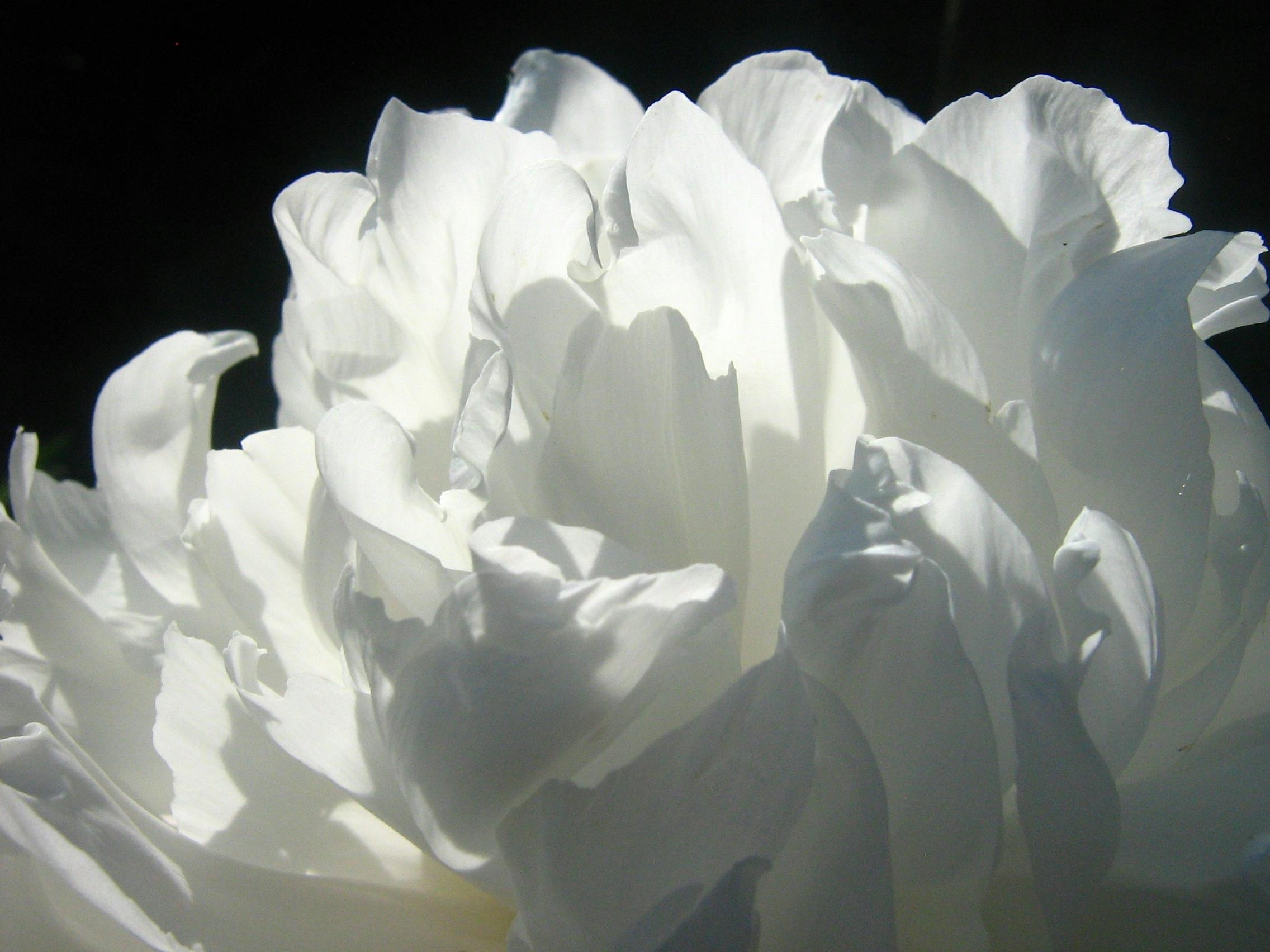 Gros plan épuré et minimaliste sur une pivoine blanche aux pétales soyeux, illustrant la clarté et l'harmonie intérieure