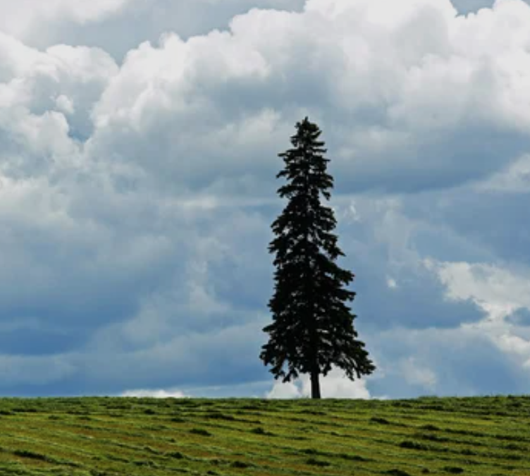 Photographie d'un arbre seul symbolisant le poids des loyautés familiales inconscientes et le fardeau invisible de l'héritage.