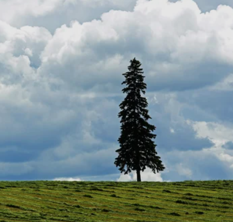 Photographie d'un arbre seul symbolisant le poids des loyautés familiales inconscientes et le fardeau invisible de l'héritage.
